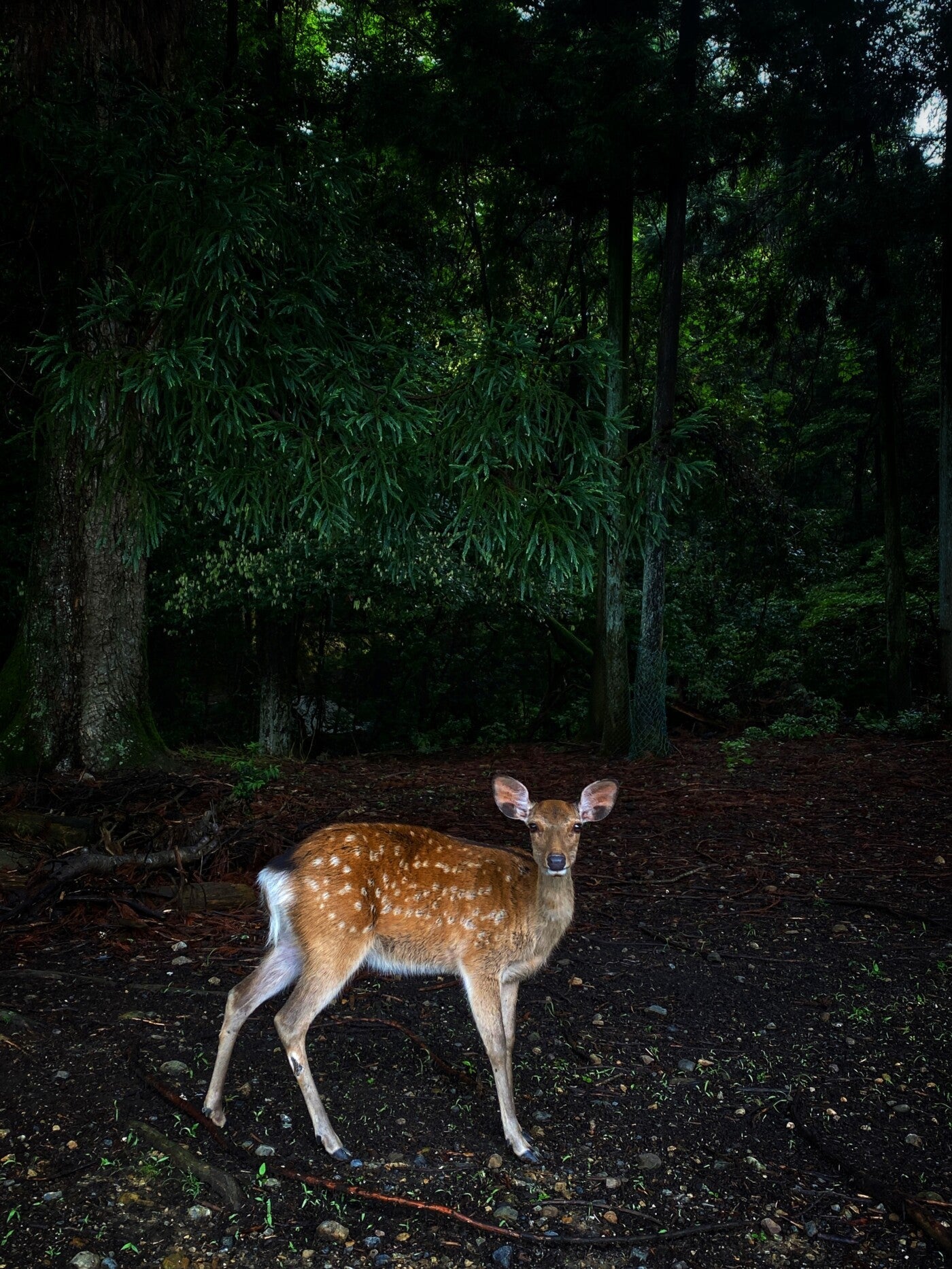 最近、奈良によく行きます。🚴♀️